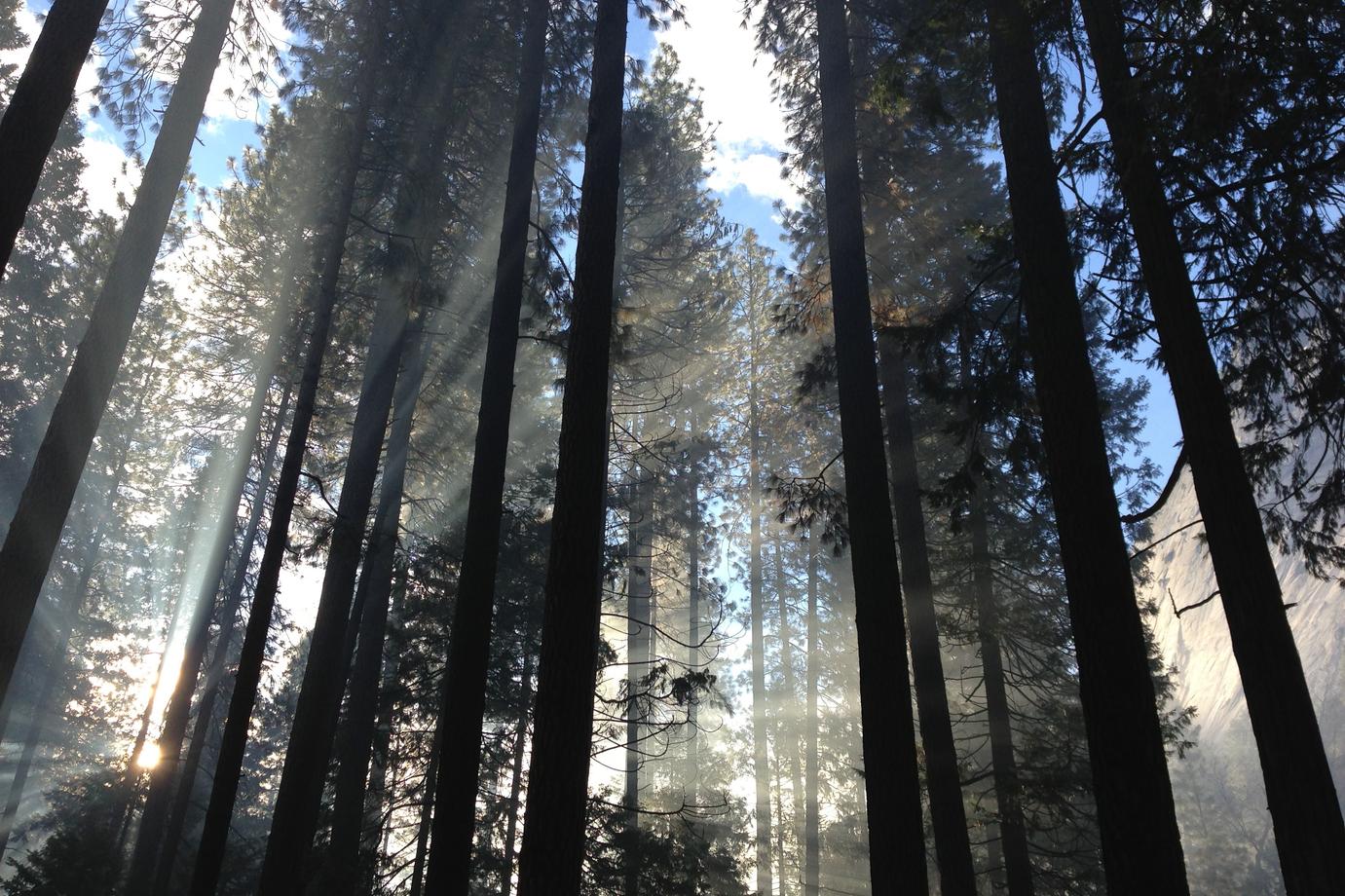 Eligendi nesciunt dicta quaerat voluptas